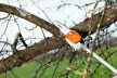 STIHL HT 56 C-E Magassági ágnyeső