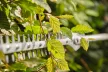 STIHL HL-KM 145°-ban állítható sövényvágó adapter