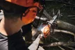 STIHL MSA 220 C-B Akkumulátoros motorfűrész ( akkumulátor és töltő nélkül)
